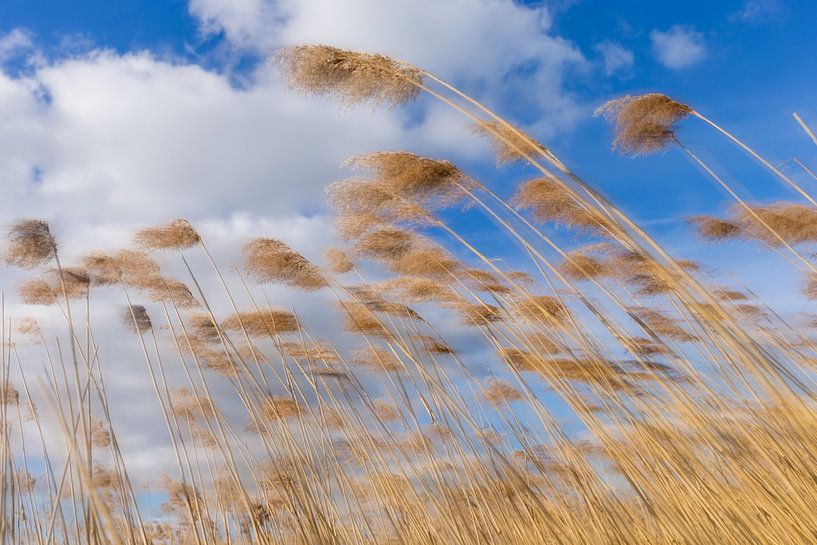 Golden yellow reed culms against a Dutch overcast sky. One2expose Wout Kok Photography.  by Wout Kok