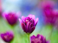 Purple Harmony - Ein stimmungsvoller Touch für Ihren Raum