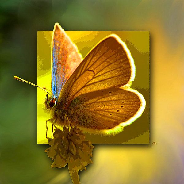 Butterfly | Red Clover-Blue by Dirk H. Wendt