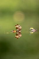 Blad, stil, weerspiegeling