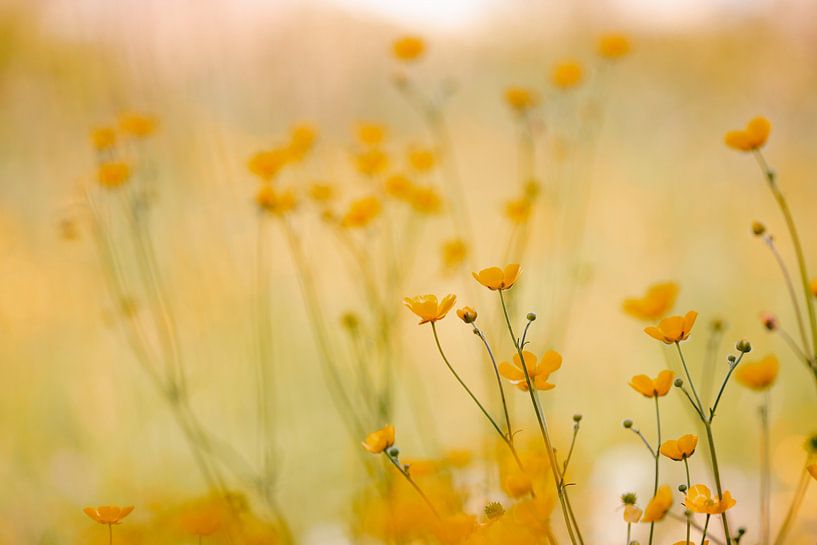 Happy Yellow par Hiske Boon