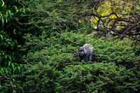 Blauer Affe im dichten Wald – Lake Manyara, Tanzania