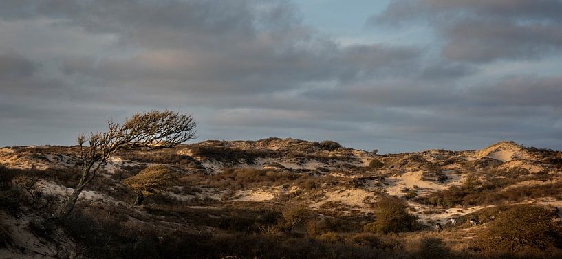 Herten in de duinen van Bo Scheeringa Photography