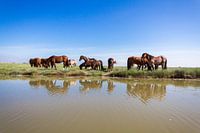 Paarden op de Boschplaat
