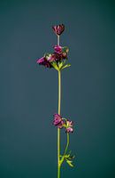 Don't Let Your Flower Hanging (green)