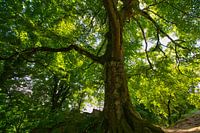 Mächtiger Baum in den Vogesen