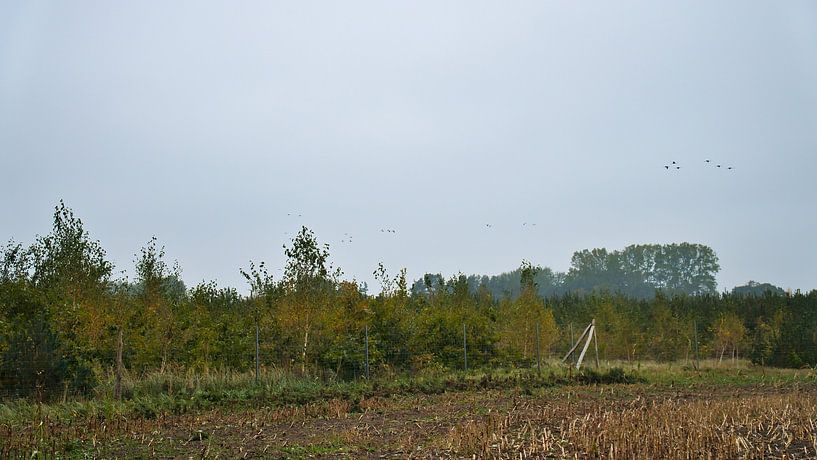 Grues dans un champ moissonné par Martin Köbsch