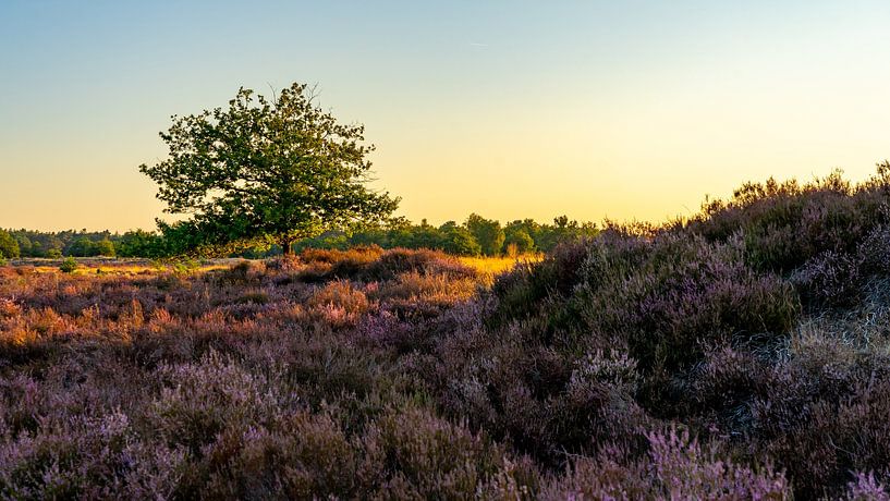 Sonnenaufgang mit Heidekraut in den Loonse en Drunense Dünen von Jessica Lokker