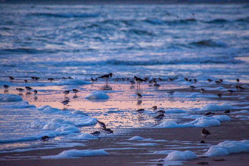 Rosa zwischen einem blauen Meer von Margreet Frowijn