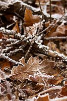 Nahaufnahme der Winterlandschaft