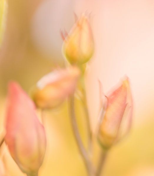 flowers by Aimé de Clercq