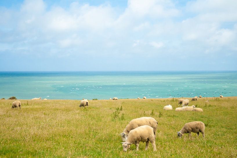 schapen met zicht op zee von Marcel Derweduwen