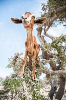 Proud climbing goat in a tree in Morocco