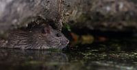 Wie eine Ratte im Wasser