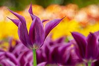 Tulipe violette