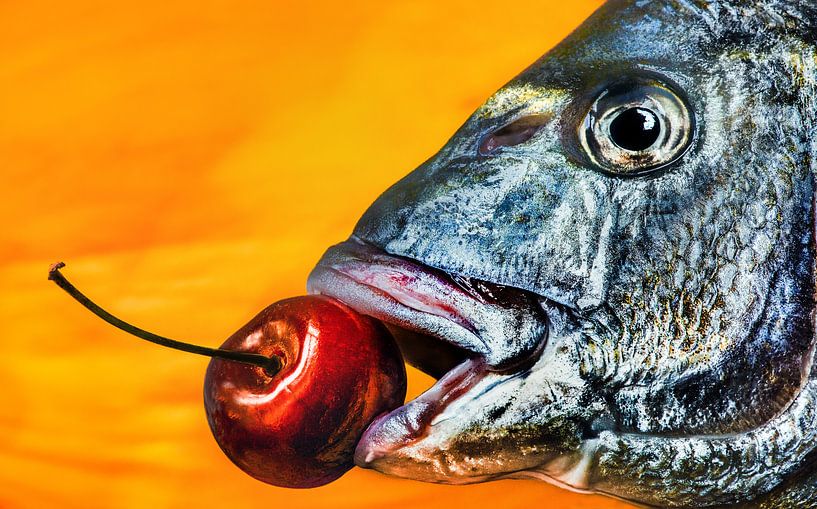 Dorade by Harrie Muis