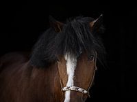 Portrait of a pony
