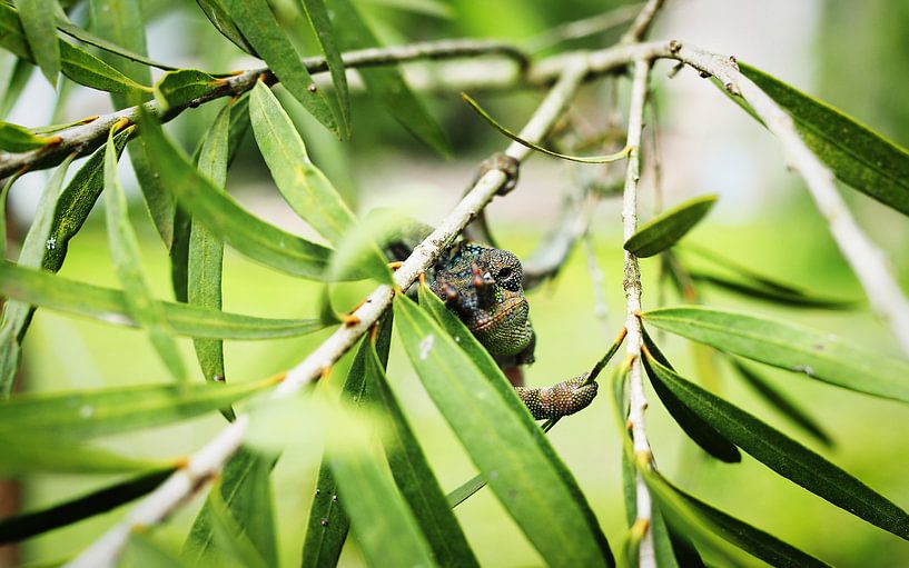 Kameleon tussen de bladeren van Mathias Möller