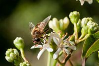 Bij op een bloem in omgeving van groen