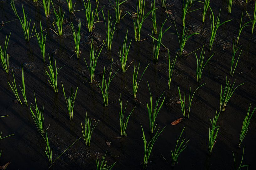 Reisfeld auf Bali von Ellis Peeters