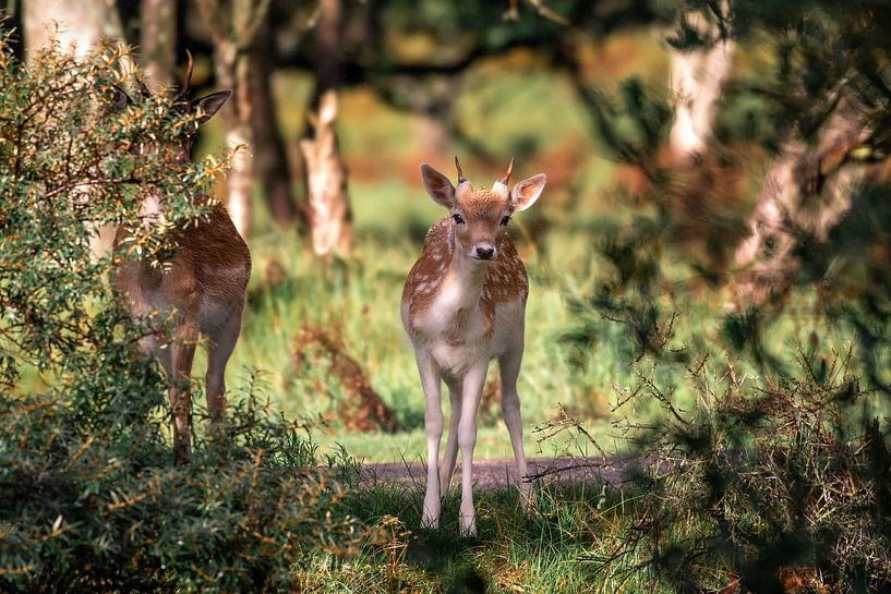 Un jeune chevreuil regarde curieusement à travers les buissons. par Jolanda Aalbers