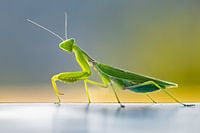 Posing praying mantis