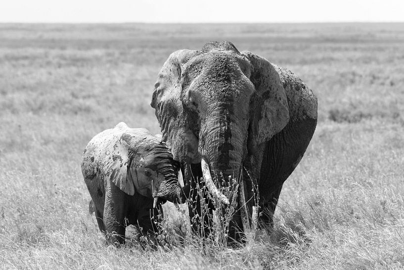 On safari in Africa: mother elephant with young on the Serengeti plain (black and white) by Rini Kools