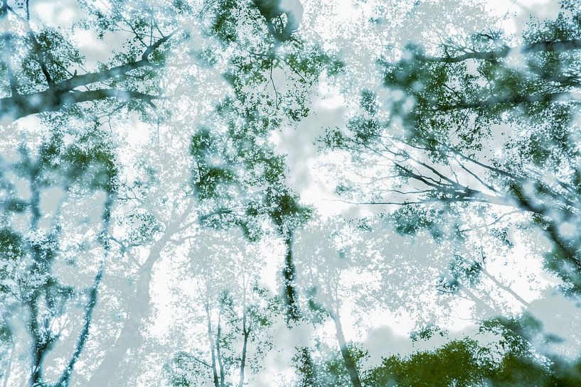 Forêt d'arbres verts | Photographie artistique de la nature par Nanda Bussers