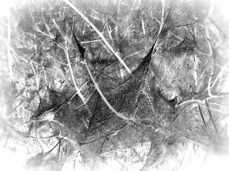 Caterpillar 4 par Jon Houkes