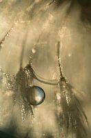 Waterdrop in Golden Morning Light