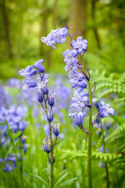 Purple flowers in a dark forest on Texel by Michel Geluk