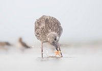 "Seesterne an der Nordsee"