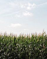 Sommersonne über Maisfeld