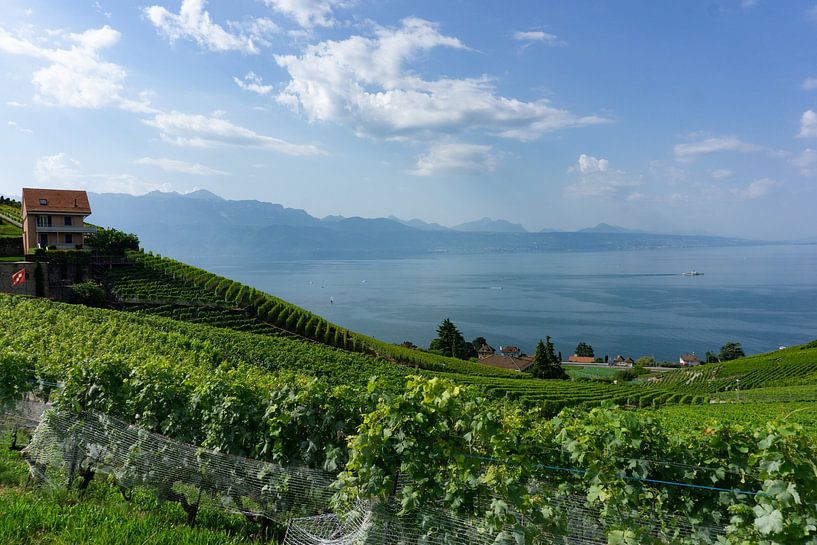 Weinberge des Lavaux in der Schweiz von Rianne van Baarsen