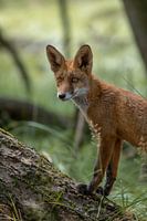 Un renard dans la forêt