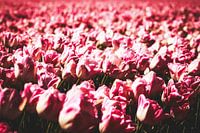 Style my Home series by Liberty Ragazza Biesma