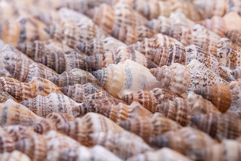 Muscheln in natürlichen Farben von Marjolijn van den Berg