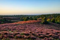 Bruyère pourpre au lever du soleil sur la posbank Veluwe