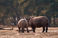 Neushoorns in strijklicht