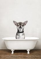 Chihuahua dans la baignoire - Humour de chien dans la salle de bain