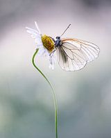 Schmetterling auf Gänseblümchen