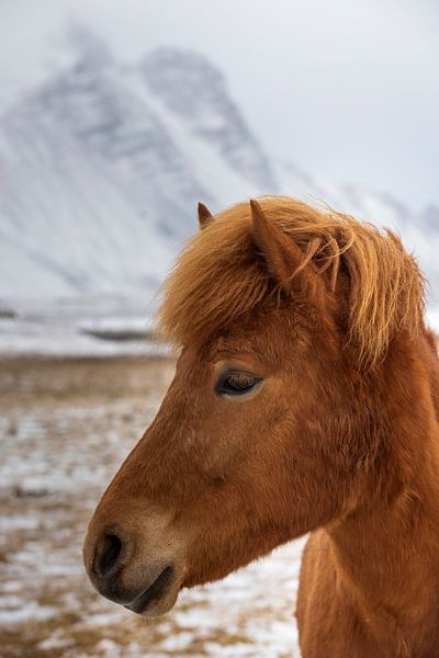 Poney islandais dans le paysage hivernal en Islande par gaps photography