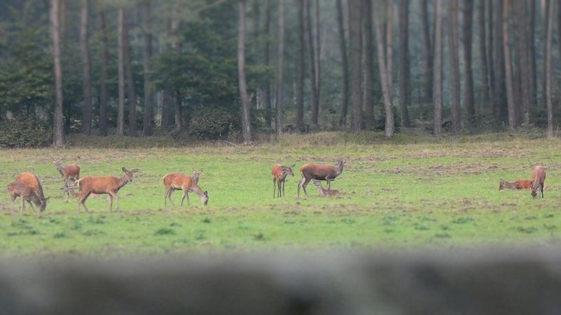 Herten op de veluwe  in Kootwijk by Veluws