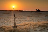 Alle gekheid op een stokje