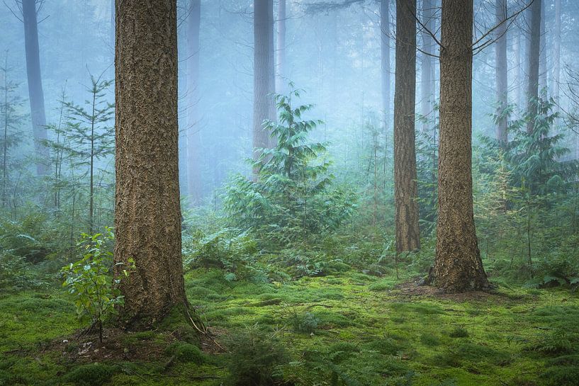Spruce and fir tree in the misty forest | Nature Photography | Veluwe by Marijn Alons