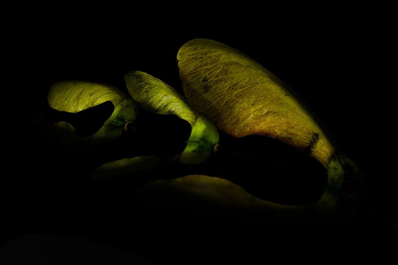 Seeds 5 by Foto Studio Labie