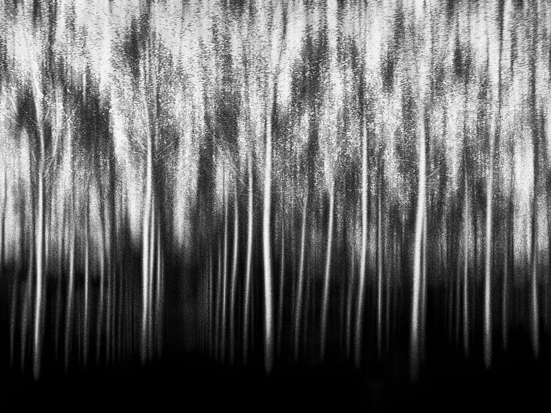 Poplar forest black white by Frank Andree