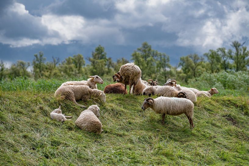 Troupeau de moutons au pâturage dans les Merwelanden. par René von Hout