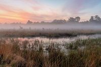 Small Hasselsven in the fog