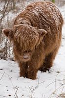 Highlander écossais dans la neige